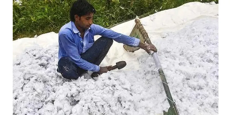 Indian Cotton Prices Rebound by ₹3,000–4,000 per Candy Amid Yield Concerns